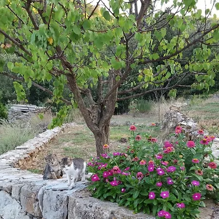 Authentic Hvar * Vrbanj