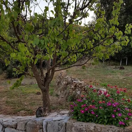 Authentic Hvar